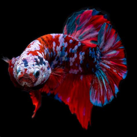 Betta Fish for Sale: Top Varieties & Vibrant Colors – .